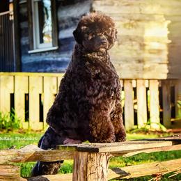 Gunnar - Portuguese Water Dog