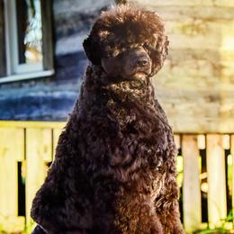 Gunnar - Portuguese Water Dog