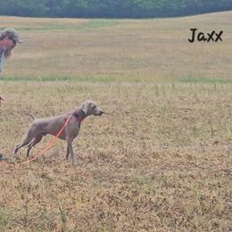 Jaxx - Weimaraner