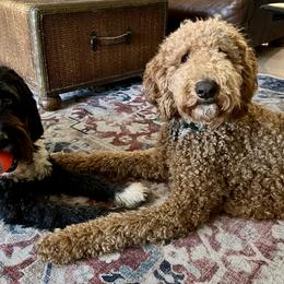 Bernedoodle Puppies from Halo BerneDo