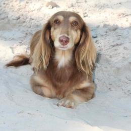 Riley - Dachshund