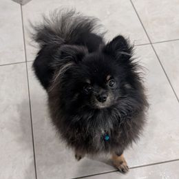 Freya - Pomeranian