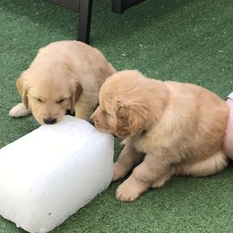 Flat-Coated Retriever and Golden Retriever Puppies from LaDean Faris