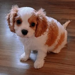 Gunner - Blenheim male Cavapoo puppy in Lexington, Kentucky from Callaway's Cavaliers