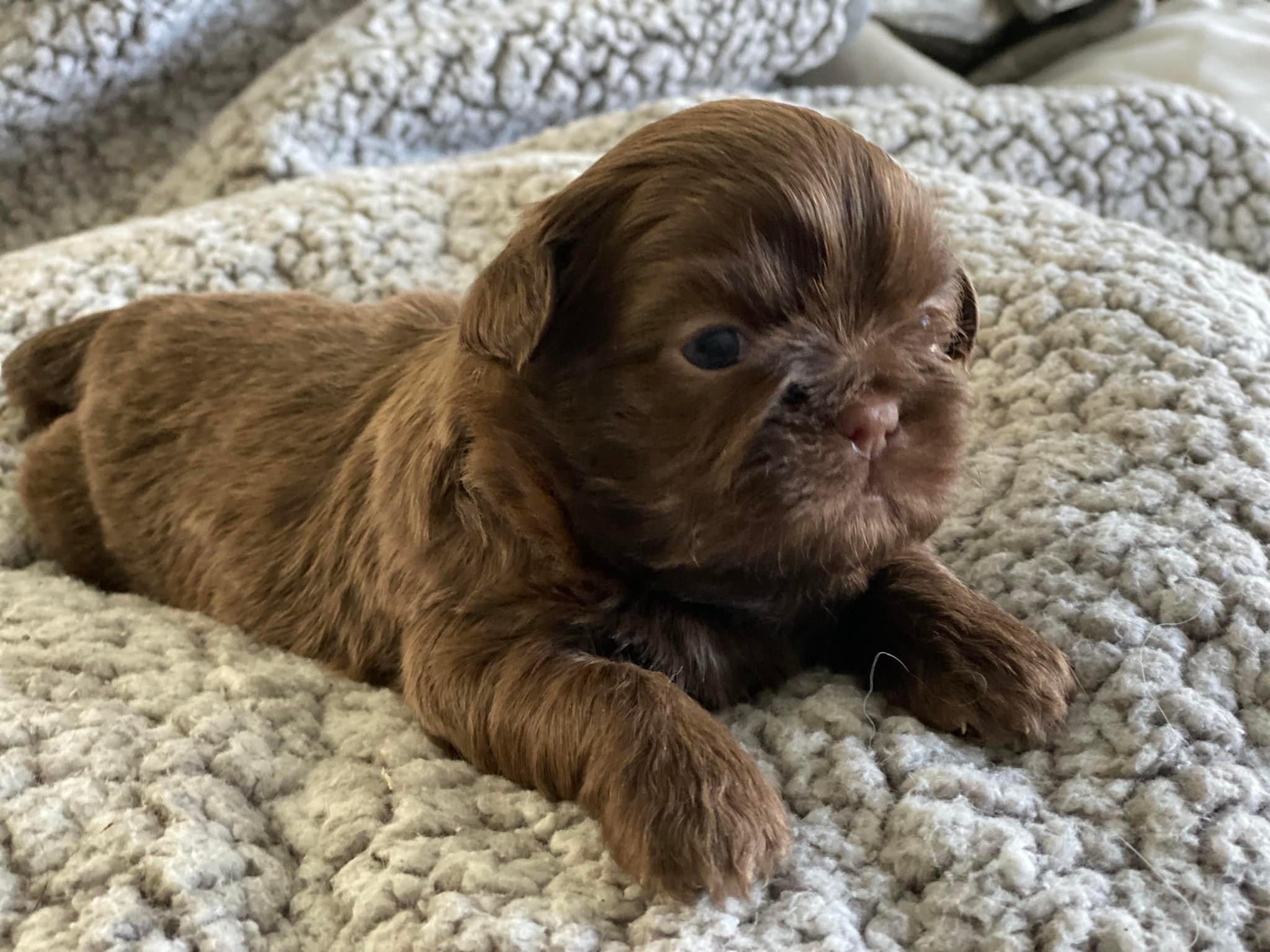 Amber's Shih Tzus in Shih Tzu puppies Good Dog