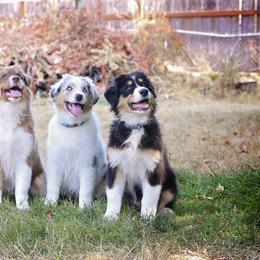 Australian Shepherd puppies from Legato Aussies