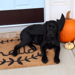Labrador Retriever Puppies from Lorlyn Labradors