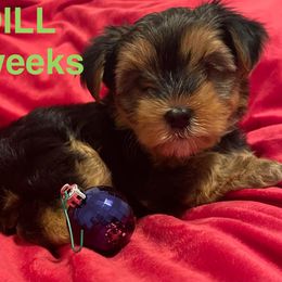 Dill - Black and tan male Yorkshire Terrier puppy in Forest, Virginia from Majestic Touch Kennels and Pet Services