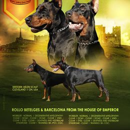 Doberman Pinscher Puppies from Schloss Velburg Dobermanns