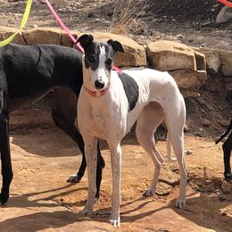 Caddy - Greyhound