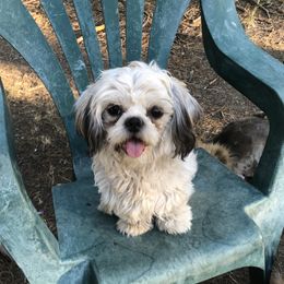 Yaleo - Shih Tzu