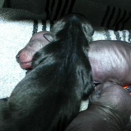 Xoloitzcuintli puppies from Ricardo's Pups