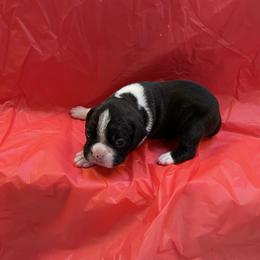 Riley Green - Brindle male Boxer puppy in Willard, North Carolina from Boone’s Boxers of North Carolina