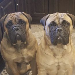 Bullmastiffs from Olive Tree  Bullmastiffs