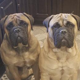 Bullmastiffs from Olive Tree  Bullmastiffs