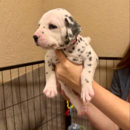 Rosie - White and black female Dalmatian puppy in Conroe, Texas from Saint Rocco's Dalmatians
