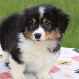 Raven - Black and tan female Pembroke Welsh Corgi puppy in Fayetteville, Arkansas from Intergalactic Corgis
