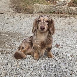 Dudley - Dachshund