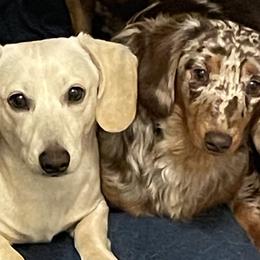 Dachshund All Grown Up from D & F Doxies