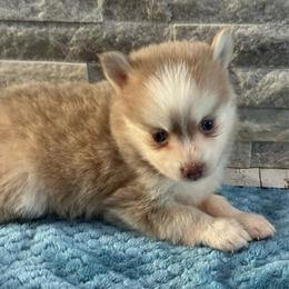 Boba - Lavender male Pomsky puppy in Gunter, Texas from The Painted Pomsky