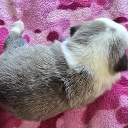 Pug Puppies from Royal House of Pugs