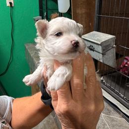 Boy 1 - White male Maltese puppy in Palm Coast, Florida from Fiesta Pups