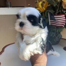 Boy 1 Ace - Black and white male Shih Tzu puppy in Troy, Michigan from "Shihtzu Best Friend"