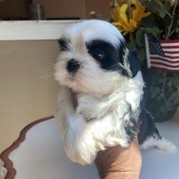 Boy 1 Ace - Black and white male Shih Tzu puppy in Troy, Michigan from "Shihtzu Best Friend"
