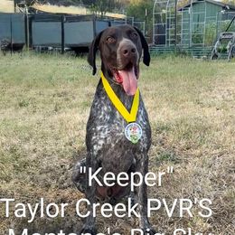Keeper - German Shorthaired Pointer