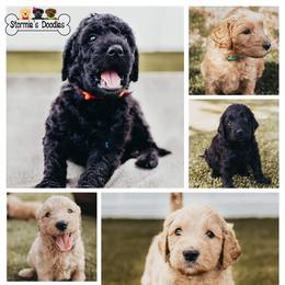 Goldendoodle and Shihpoo Puppies from Stormie's Doodles