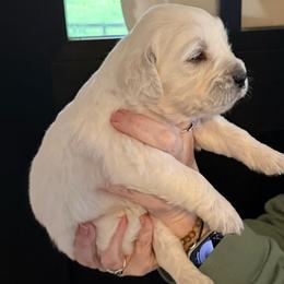 Demi male Black - Light golden male Golden Retriever puppy in College Station, Texas from Golden Care Golden Retrievers
