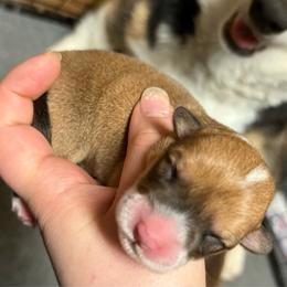 Minnie - Red female Pembroke Welsh Corgi puppy in Algona, Iowa from LTT Corgis