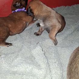 Apricot runt baby girl - Apricot female Mastiff puppy in Uhrichsville, Ohio from Angela's Mastiffs