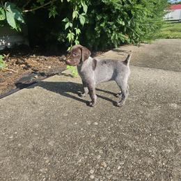 German Shorthaired Pointer Puppies from Erin McGhee