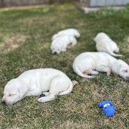 Labrador Retriever Puppies from Gem State English Labrador Retrievers