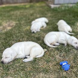 Labrador Retriever Puppies from Gem State English Labrador Retrievers