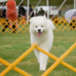 Aelin - Samoyed