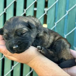 K2 - Sand girl - Sable female German Shepherd puppy in Oakley, California from Von Guadachi German Shepherds & Audacity Border Collies