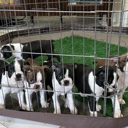 Boston Terrier Puppies from Mary's Puppy