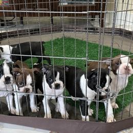 Boston Terrier Puppies from Mary's Puppy