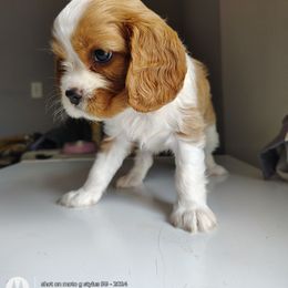 Priam - Blenheim male Cavalier King Charles Spaniel puppy in Phoenix, Arizona from Royal Desert Cavaliers