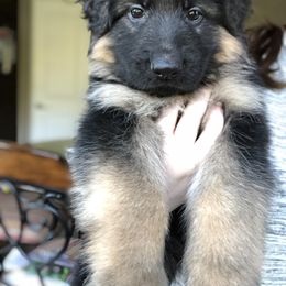 German Shepherd Puppies from Chattanooga Tn German Shepherds