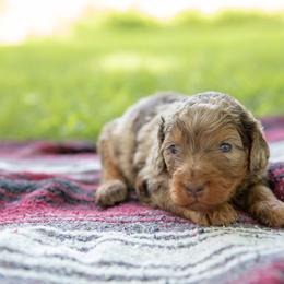 Astrid - Red merle female Aussiedoodle puppy in Mountain Home, Arkansas from Amos and Oak Doodles