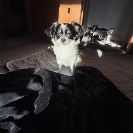 Pippa - Chihuahua