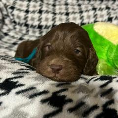 Dirks - Parchment Australian Cobberdog puppy in Sarasota, Florida from Labe's Australian Cobberdogs
