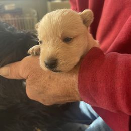 Sybil - Wheaten female Scottish Terrier puppy in Brule, Nebraska from Scottyland Yard