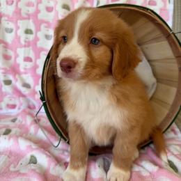 Yellow collar - Red female Nova Scotia Duck Tolling Retriever puppy in Warrenton, Virginia from Coopers Mastiffs & Duck Tollers
