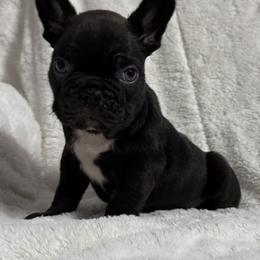French Bulldog Puppies from Teak’s Texas Frenchie’s
