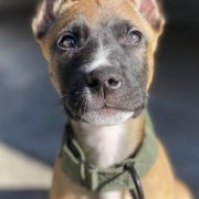 Sporty Mixes from trueWE$T Working Dogs