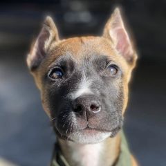 Sporty Mixes from trueWE$T Working Dogs